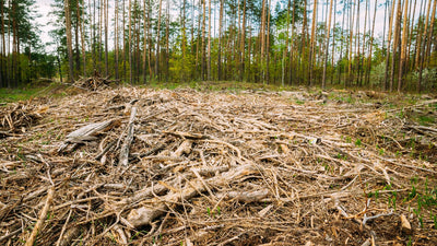Las consecuencias del cambio climático en la deforestación